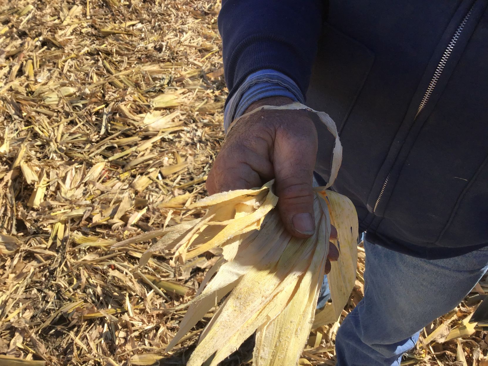 White frost on corn